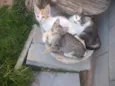 Lilinho, Tony e Cata