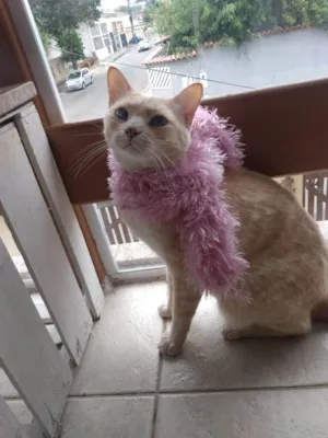Gato raça Não sei mas acho que é vira-la idade 2 anos nome Kiko