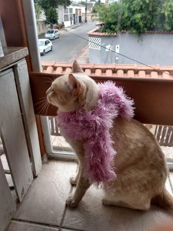 Gato raça Não sei mas acho que é vira-la idade 2 anos nome Kiko