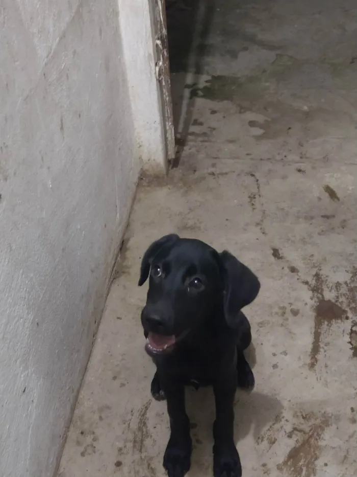 Cachorro ra a Labrador  idade 2 a 6 meses nome Pandora