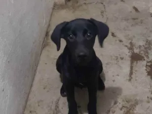 Cachorro raça Labrador  idade 2 a 6 meses nome Pandora