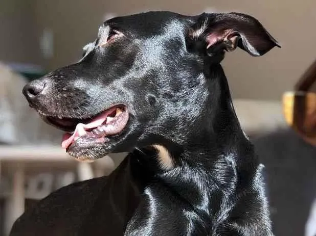 Cachorro ra a Vira-lata  idade 4 anos nome Bold