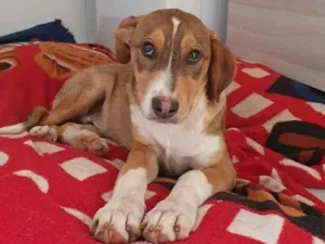 Cachorro raça  idade 2 a 6 meses nome Kiko
