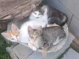 Lilinho, Tony e Cata