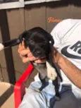 4 fêmeas e 2 machos 