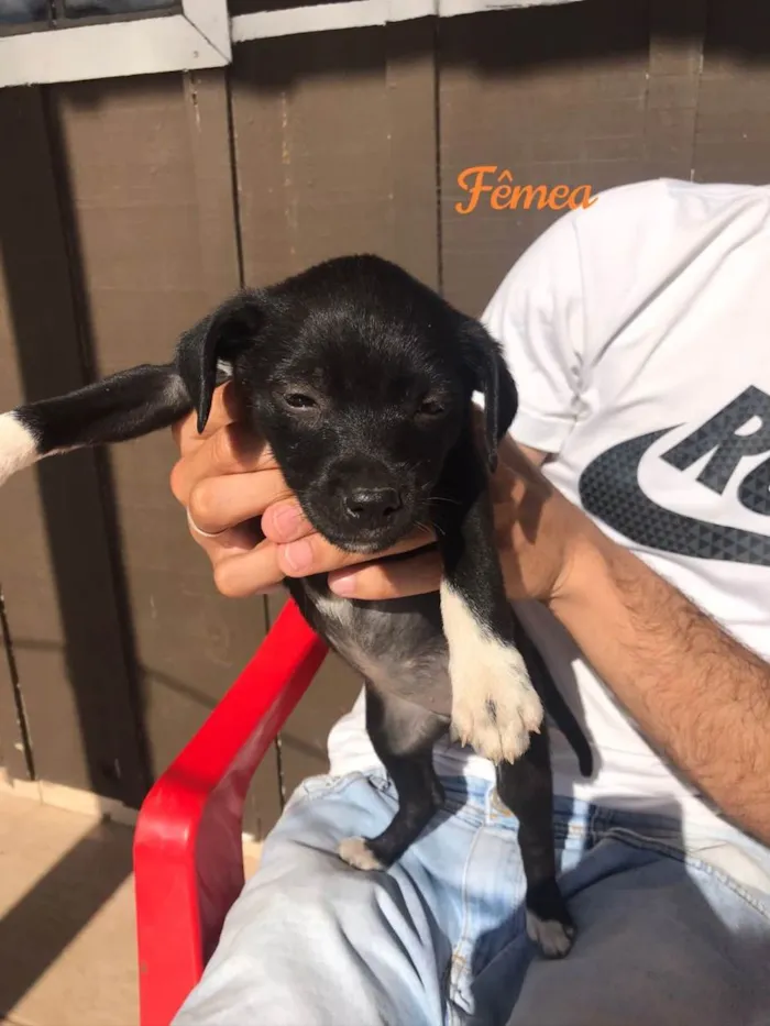 Cachorro ra a Indefinida  idade Abaixo de 2 meses nome 4 fêmeas e 2 machos 