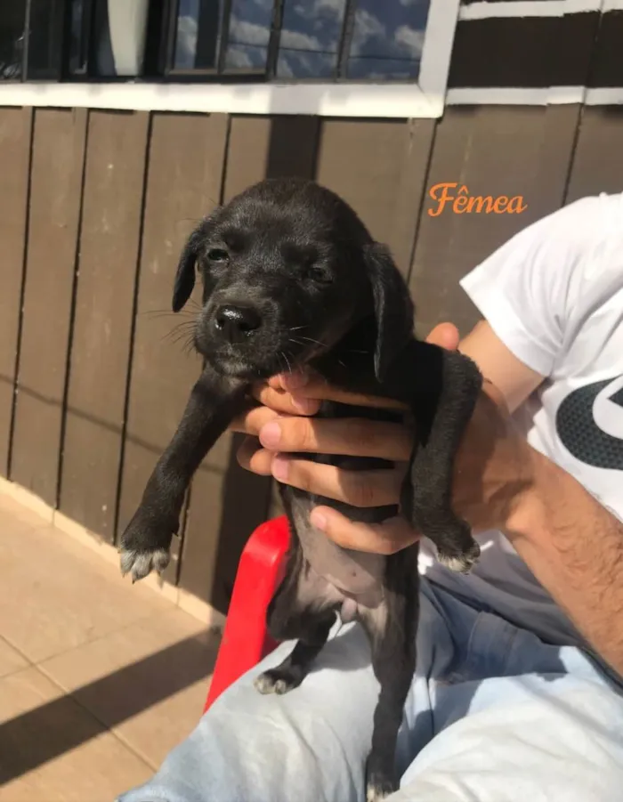 Cachorro ra a Indefinida  idade Abaixo de 2 meses nome 4 fêmeas e 2 machos 