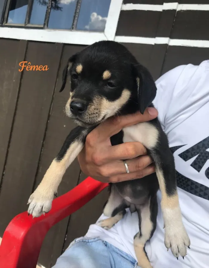 Cachorro ra a Indefinida  idade Abaixo de 2 meses nome 4 fêmeas e 2 machos 