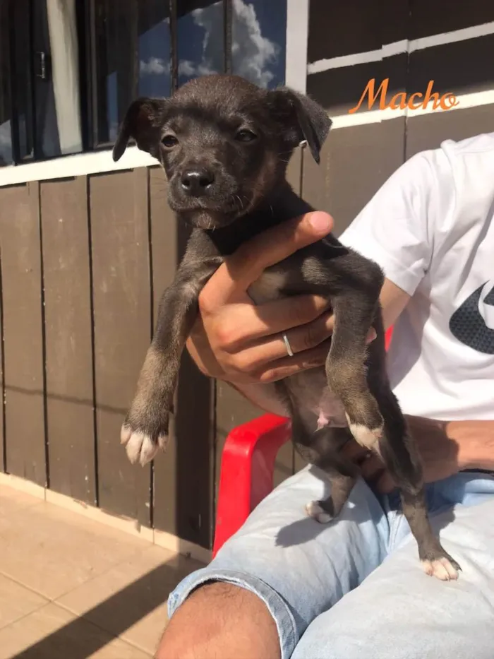 Cachorro ra a Indefinida  idade Abaixo de 2 meses nome 4 fêmeas e 2 machos 