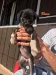 4 fêmeas e 2 machos 