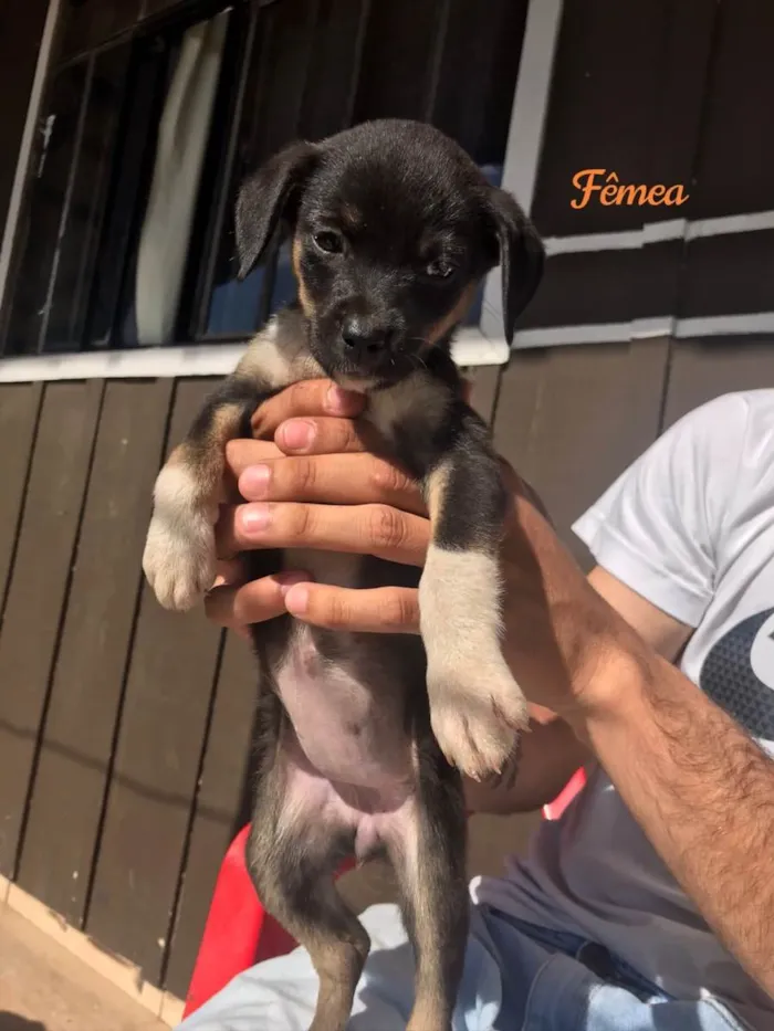 Cachorro ra a Indefinida  idade Abaixo de 2 meses nome 4 fêmeas e 2 machos 