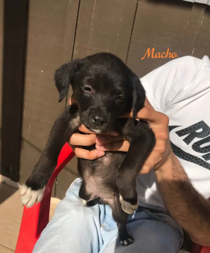 Cachorro ra a Indefinida  idade Abaixo de 2 meses nome 4 fêmeas e 2 machos 