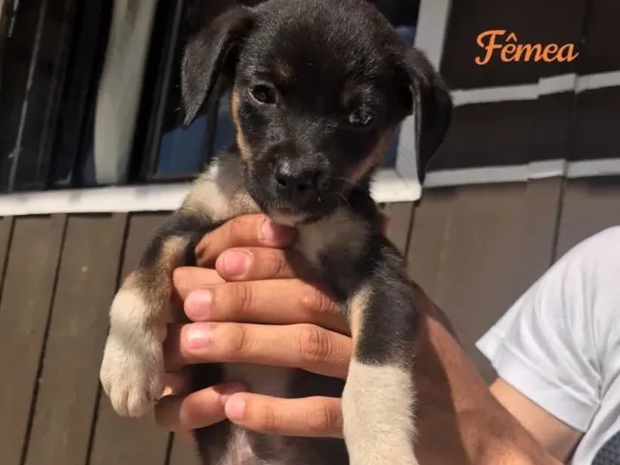 Cachorro ra a Indefinida  idade Abaixo de 2 meses nome 4 fêmeas e 2 machos 