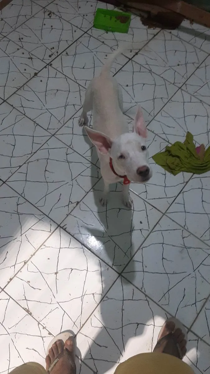 Cachorro ra a Pit bul misturado com vira lat idade 2 a 6 meses nome Luna