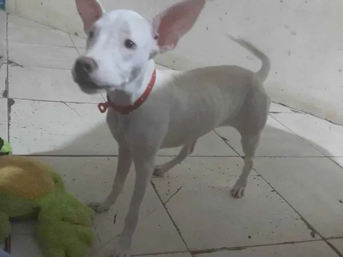 Cachorro ra a Pit bul misturado com vira lat idade 2 a 6 meses nome Luna