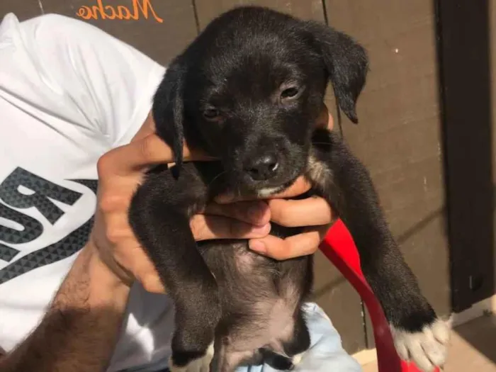 Cachorro ra a Indefinida  idade Abaixo de 2 meses nome 4 fêmeas e 2 machos 