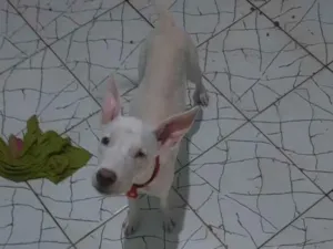 Cachorro raça Pit bul misturado com vira lat idade 2 a 6 meses nome Luna