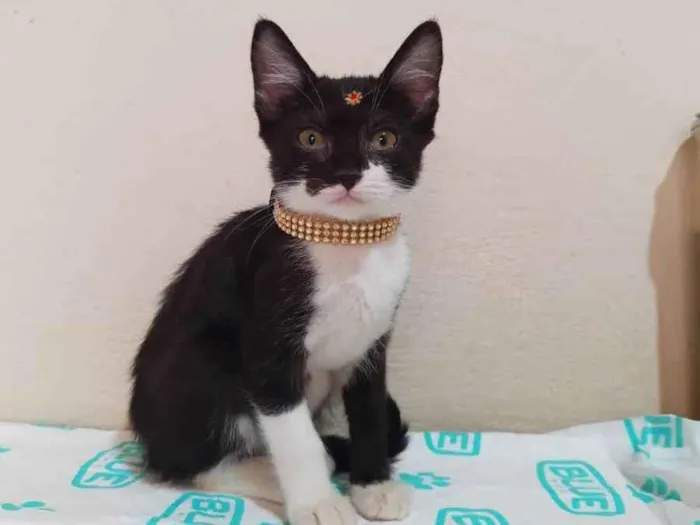 Gato raça  idade Abaixo de 2 meses nome Manuela 