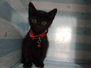 Cachorro raça  idade Abaixo de 2 meses nome Dino