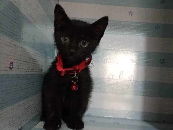 Cachorro raça  idade Abaixo de 2 meses nome Dino