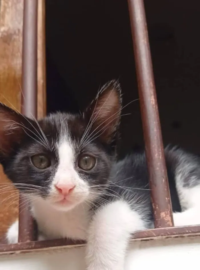 Gato ra a SRD idade 2 a 6 meses nome BENTO