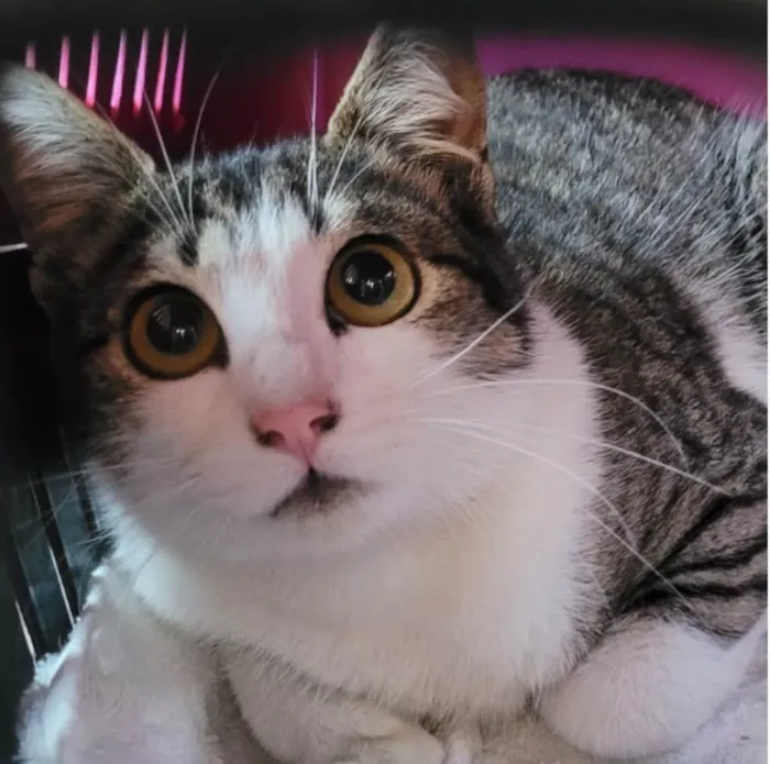 Gato ra a SRD idade 7 a 11 meses nome Gatinha