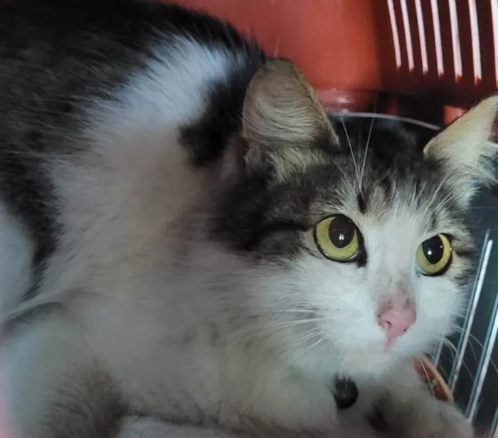 Gato ra a SRD idade 2 anos nome Gatinha