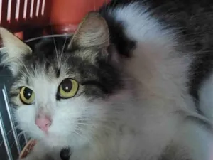 Gato raça SRD idade 2 anos nome Gatinha