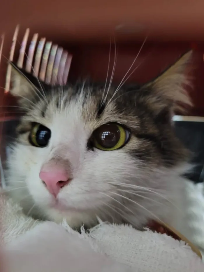 Gato ra a SRD idade 2 anos nome Gatinha