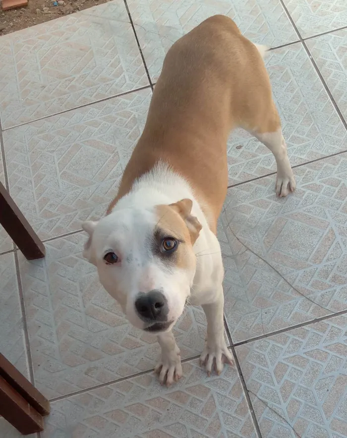 Cachorro ra a Pitbull  idade 7 a 11 meses nome Ruana 