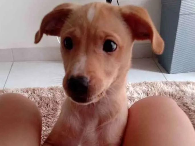 Cachorro raça Sem raça definida idade 2 a 6 meses nome Sheldon 