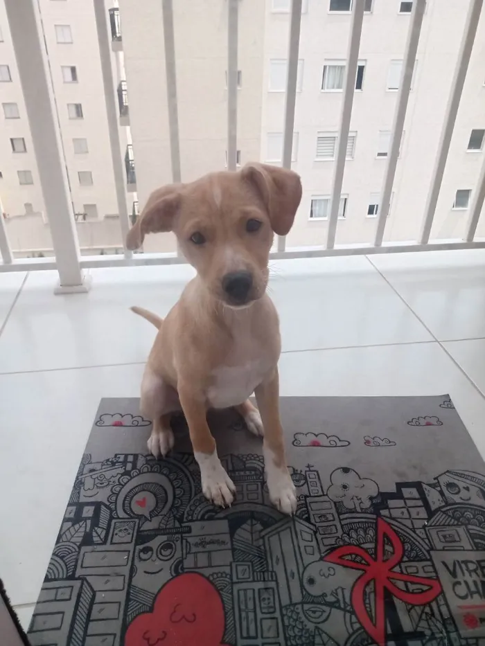 Cachorro raça Sem raça definida idade 2 a 6 meses nome Sheldon 