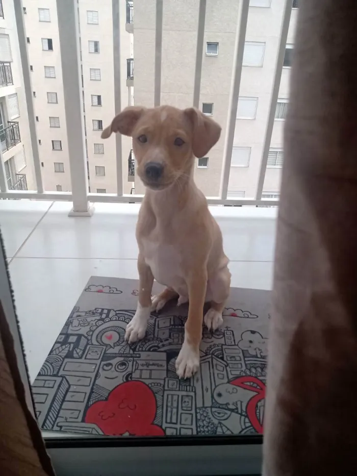 Cachorro raça Sem raça definida idade 2 a 6 meses nome Sheldon 