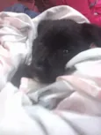 sapeca