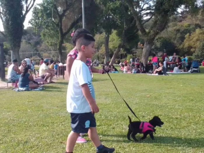 Cachorro ra a labrador idade Abaixo de 2 meses nome sapeca