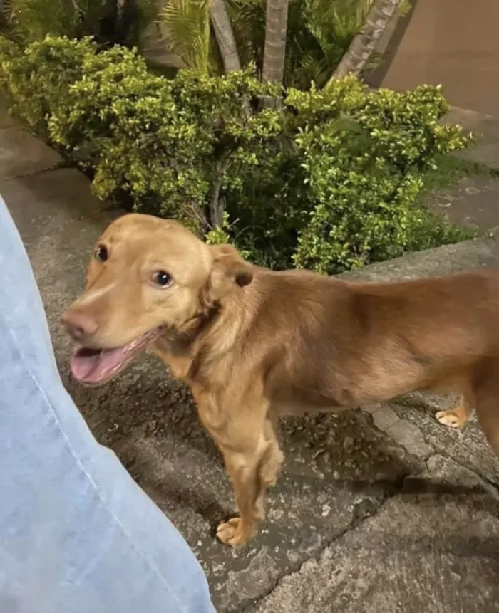 Cachorro ra a Srd  idade 1 ano nome Caramelo