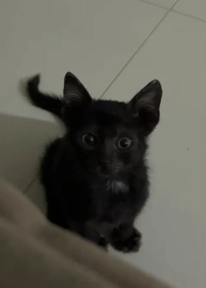Gato ra a Gato idade Abaixo de 2 meses nome Adoção responsável 