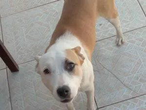 Cachorro raça Pitbull  idade 7 a 11 meses nome Ruana 