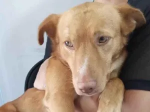 Cachorro raça Srd  idade 1 ano nome Caramelo