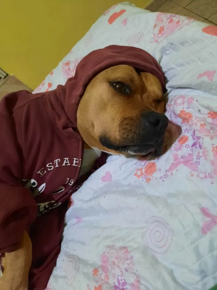 Cachorro ra a Pitbul  idade 6 ou mais anos nome Toretto