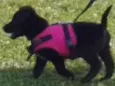 sapeca