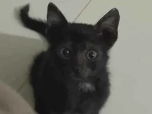 Gato raça Gato idade Abaixo de 2 meses nome Adoção responsável 