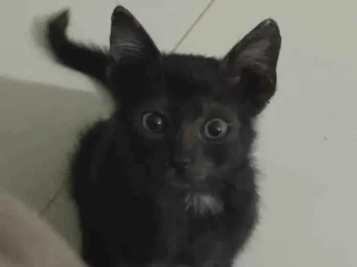 Gato ra a Gato idade Abaixo de 2 meses nome Adoção responsável 