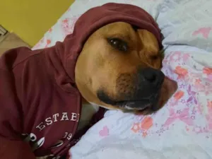 Cachorro raça Pitbul  idade 6 ou mais anos nome Toretto