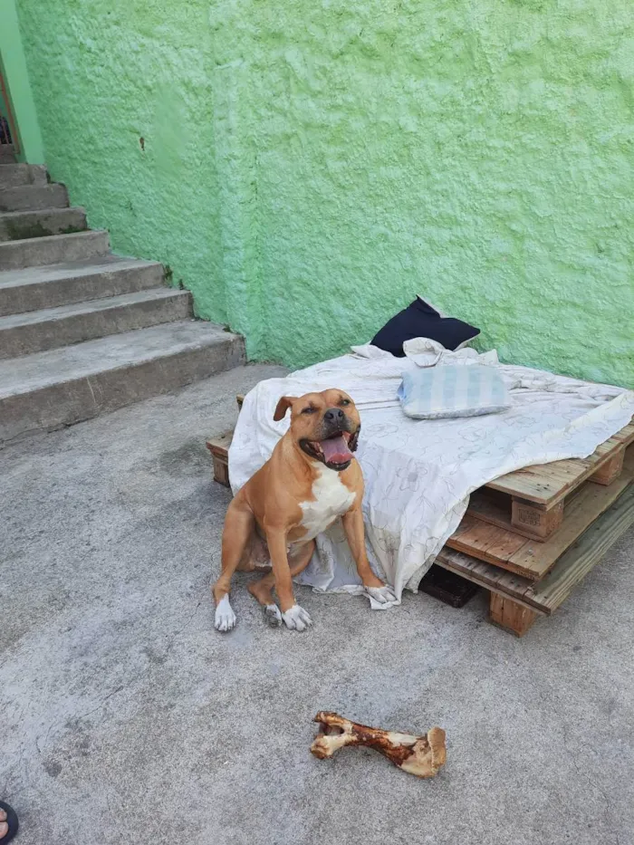 Cachorro ra a Pitbul  idade 6 ou mais anos nome Toretto