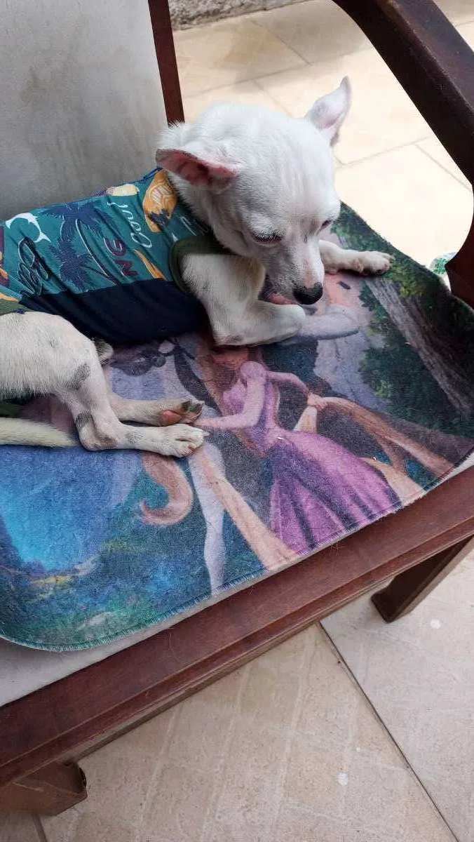 Cachorro ra a CHUHAUHA idade 2 anos nome ZEUS