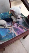 ZEUS