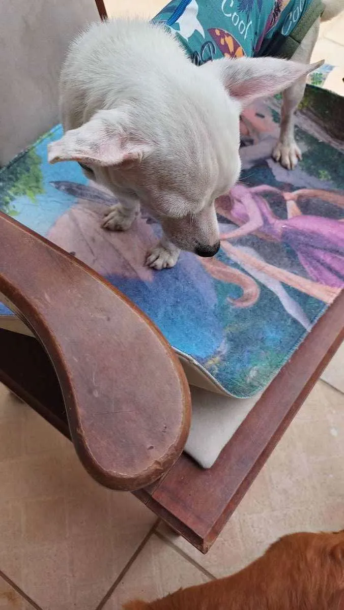 Cachorro ra a CHUHAUHA idade 2 anos nome ZEUS