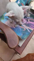 ZEUS