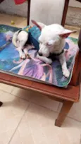 ZEUS